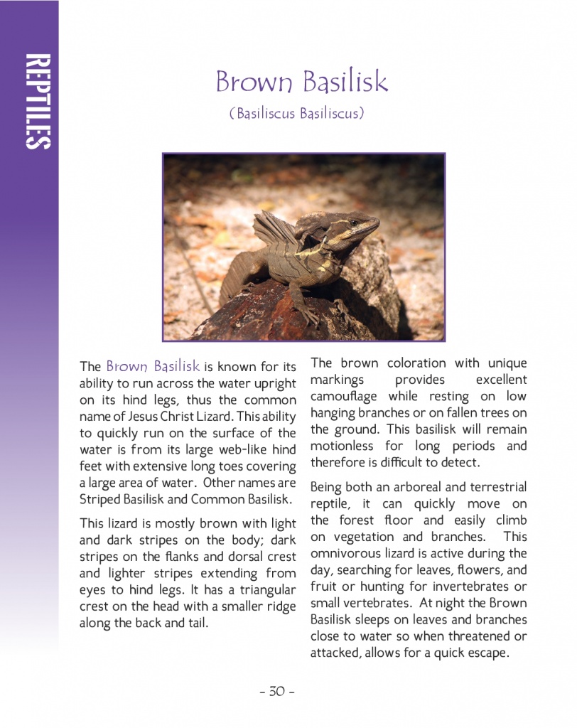 Brown Basilisk - Wildlife in Central America 2 - Page 30
