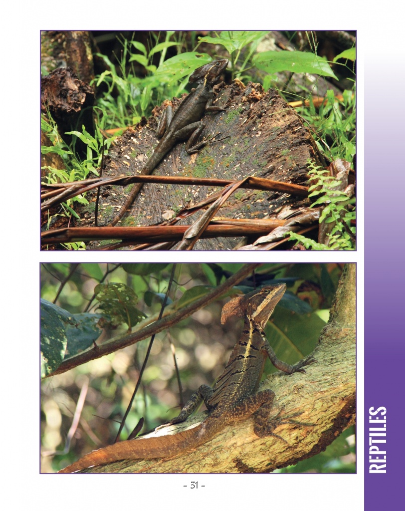 Brown Basilisk  - Brown Basilisk - Wildlife in Central America 2 - Page 31