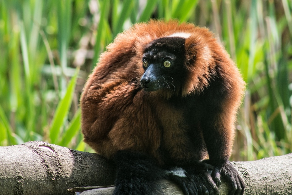 Brown Lemur