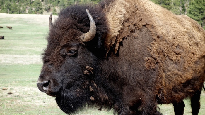 National Bison Month - Buffalo - Bison