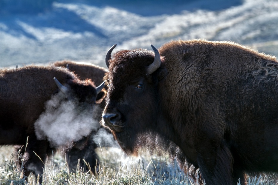 Buffalo - Bison