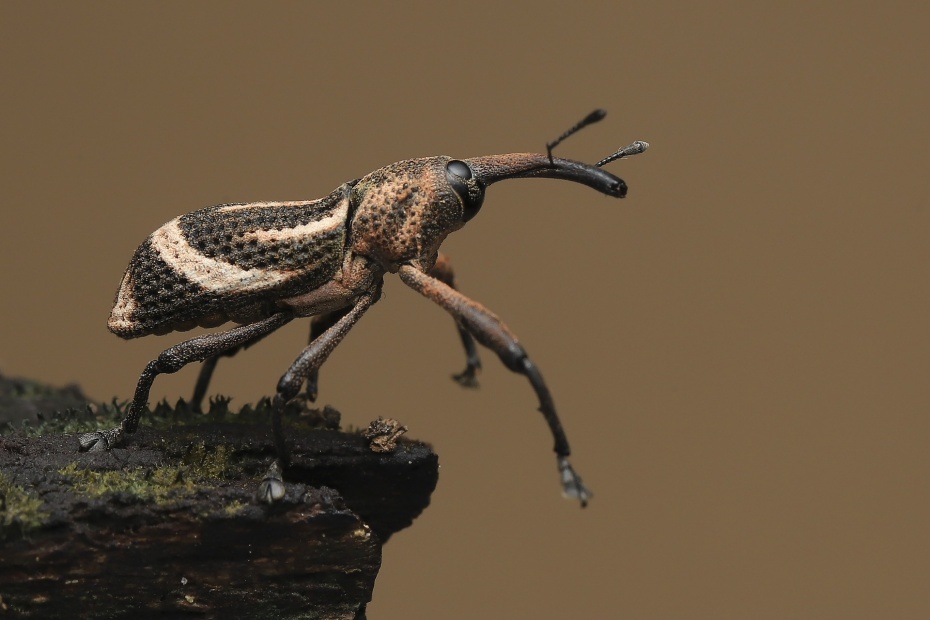 Weevil