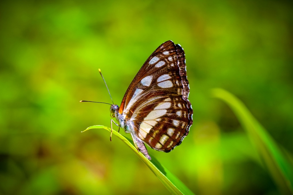 Learn About Butterflies Day - Butterfly