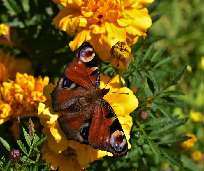 Learn About Butterflies Day - Butterfly