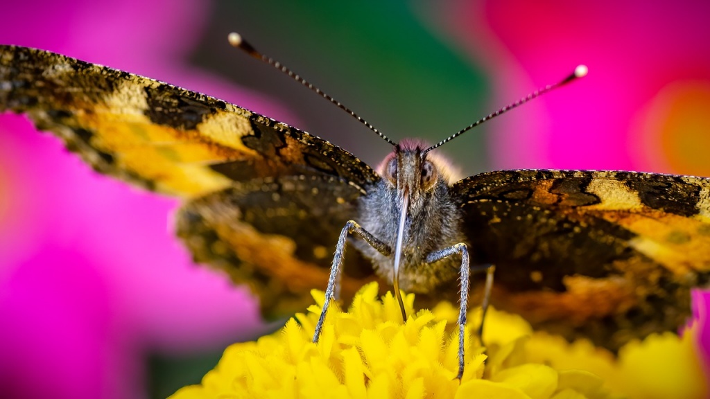 Learn About Butterflies Day - Butterfly