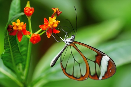 Be Kind to Animals Week - Butterfly