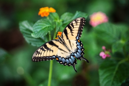 Butterfly Education and Awareness Day - Butterfly