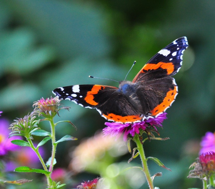 World Environment Day - Butterfly 