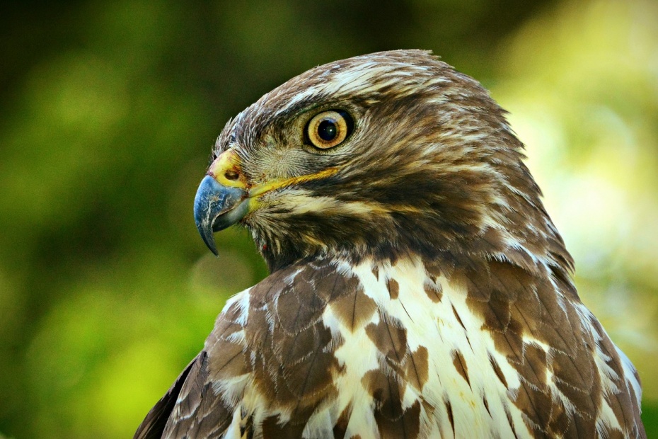 Buzzard