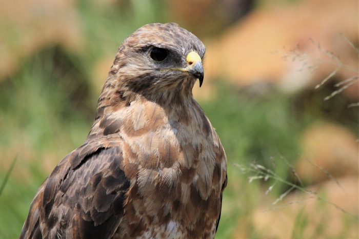 Buzzard Day - Buzzard