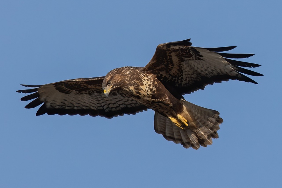 Buzzard