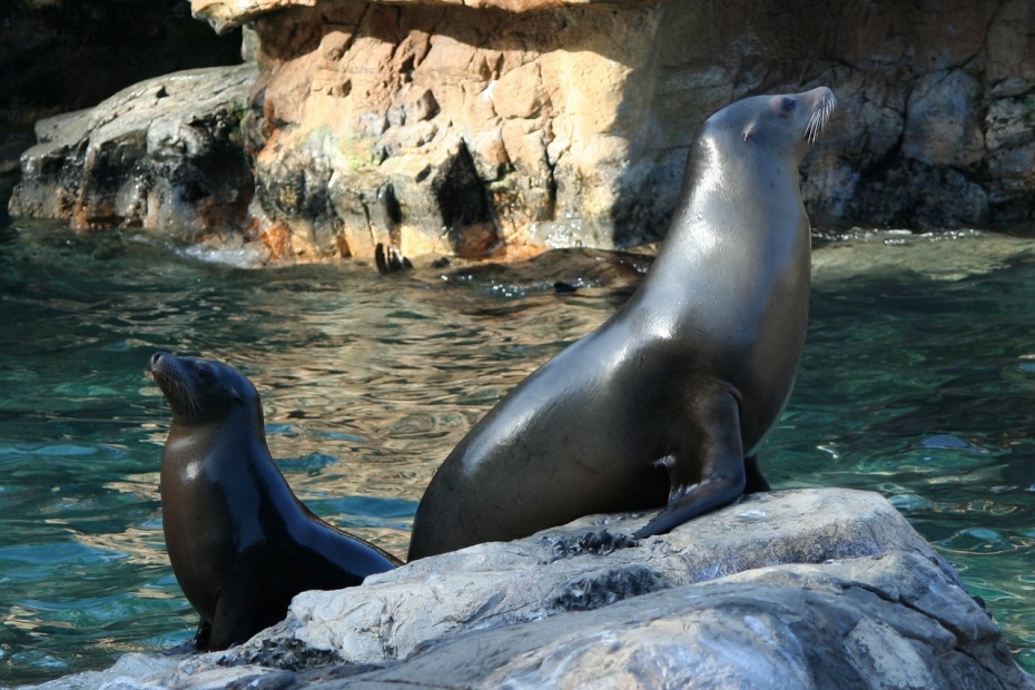 California Sealions