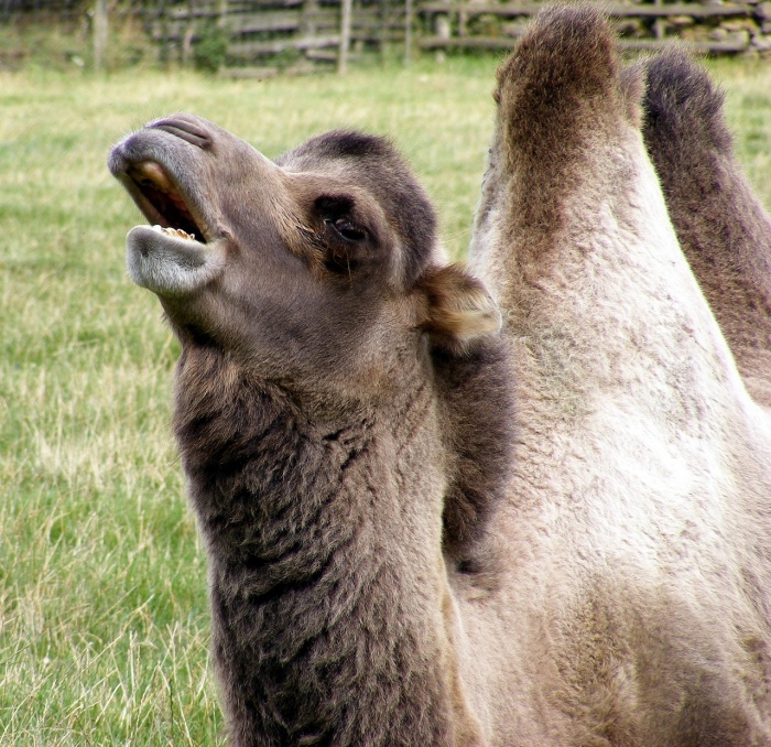 World Camel Day - Camel