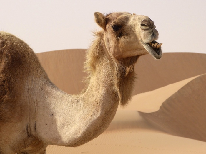 World Camel Day - Camel