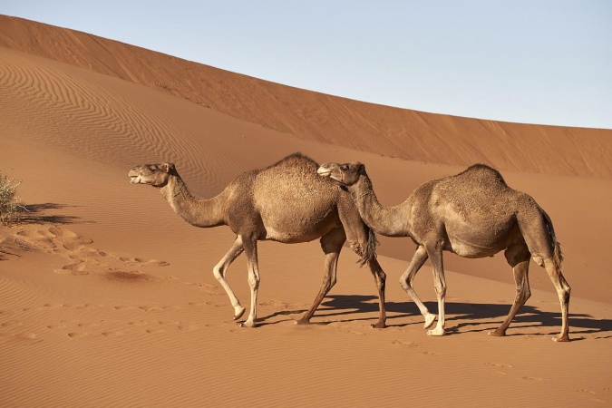 World Camel Day