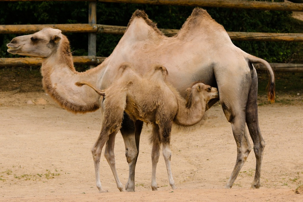 World Cmale Day - Camel