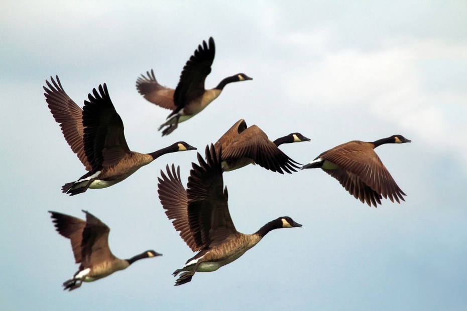 Canada Geese