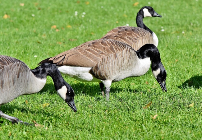 National Animal Rights Day - Canada Geese