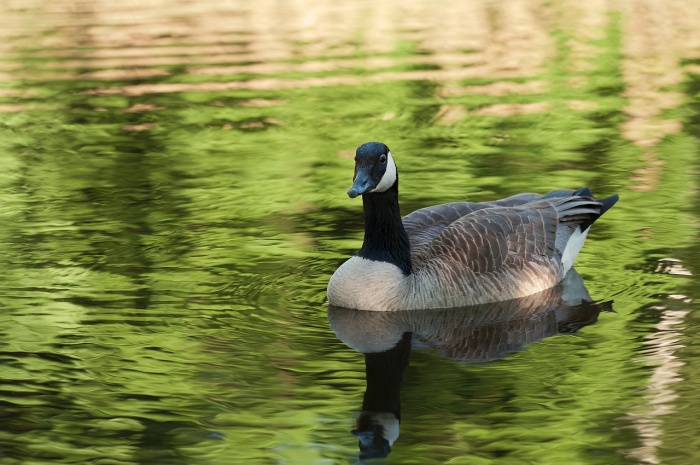 National Wildlife Week - Canada Goose