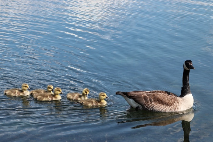 Mother's Day - Canada Goose