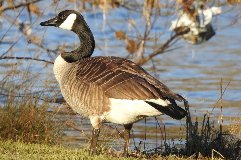 Canada Goose