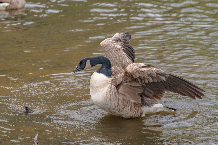 National Bird Day - Canada Goose