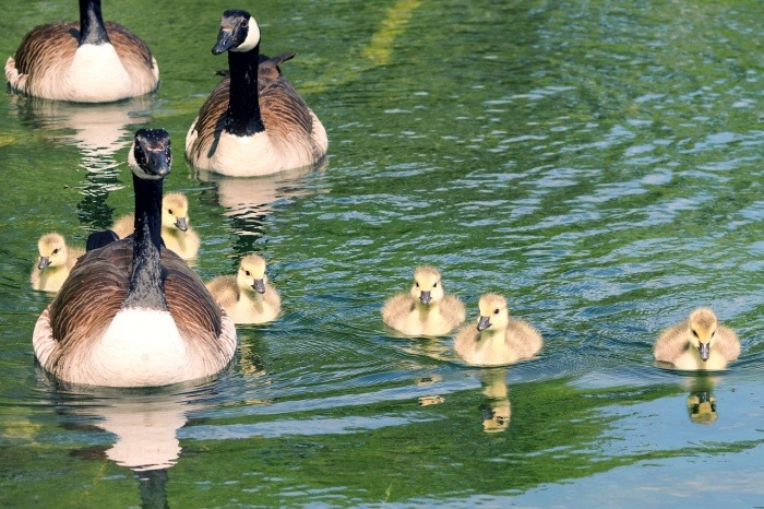 Happy Goose Day - Canada Goose