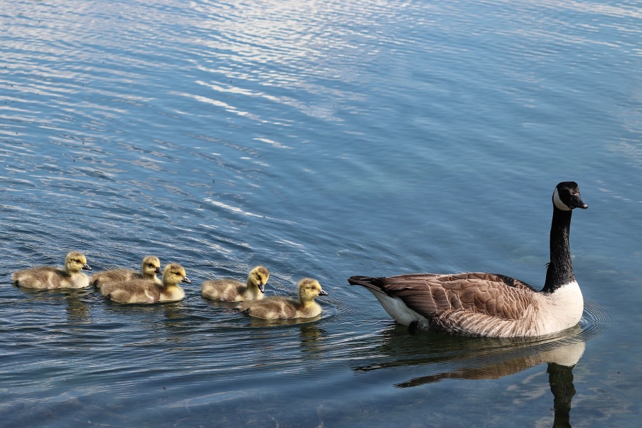 Canada Goose