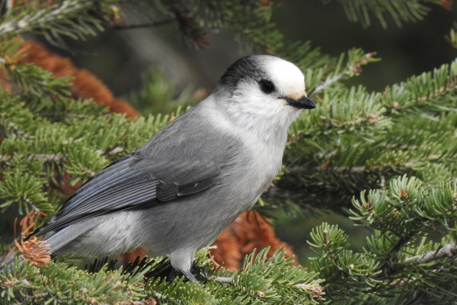 Gray Jay