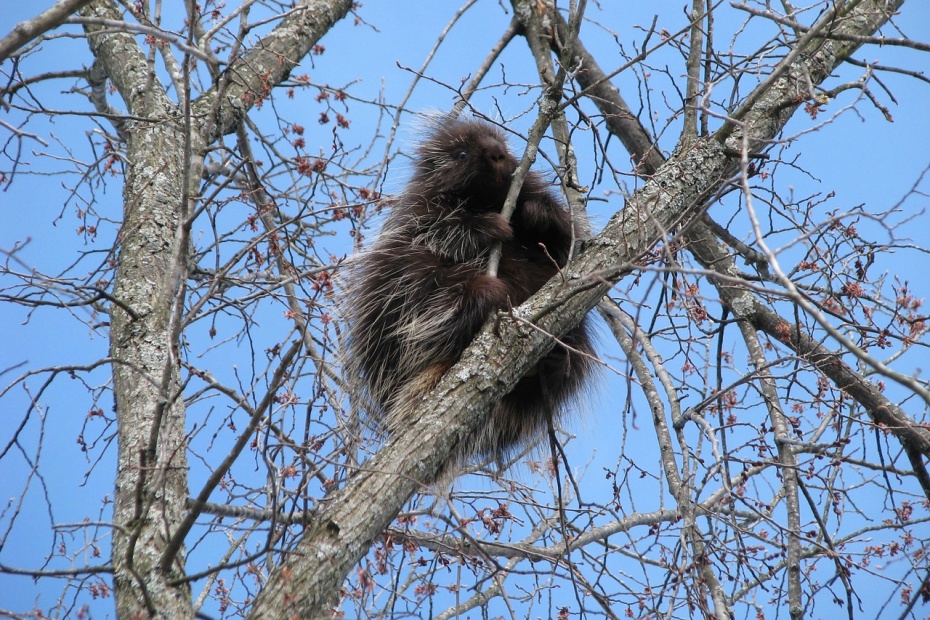 World Porcupin Day - Porcupine Canada