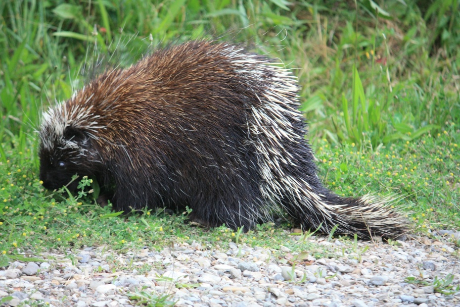 Canadian Porcupine