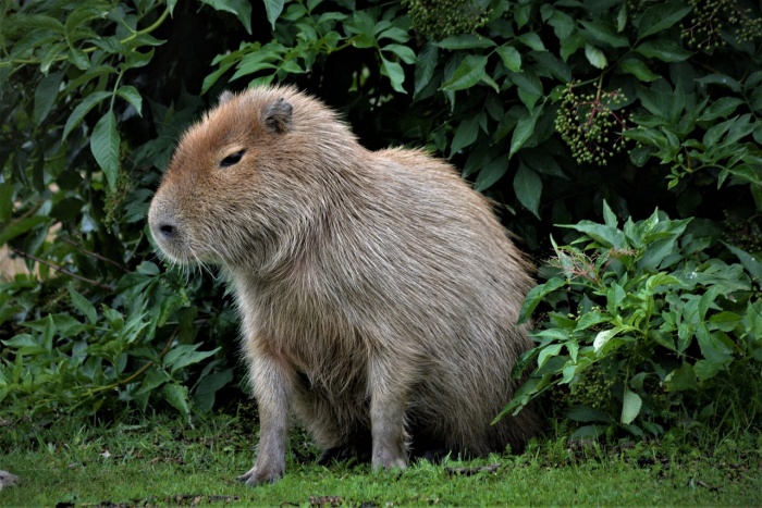 Capybara Appreciation Day - Capybara