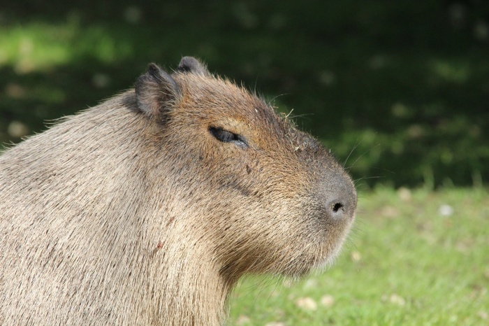 Capybara Appreciation Day  - Capybara