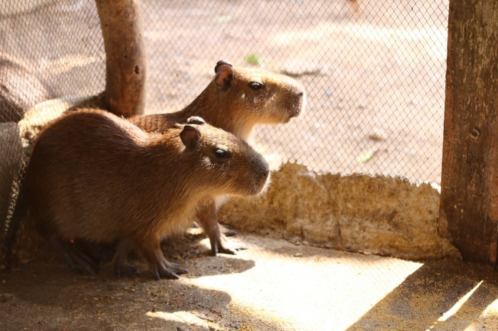 International Zookeepers Day - Capybara 