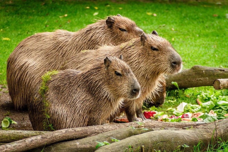 World Capybara Day - Capybara