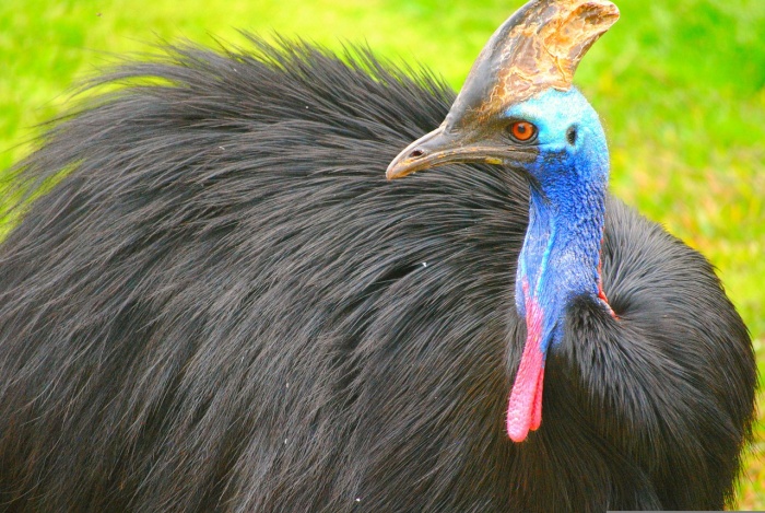 National Birding Day - Cassowary