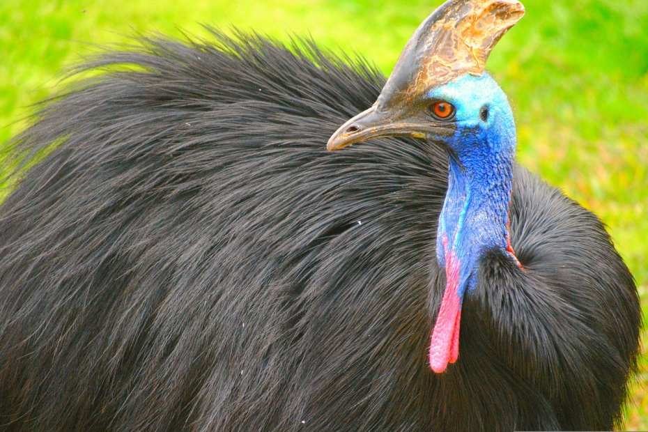 Cassowary