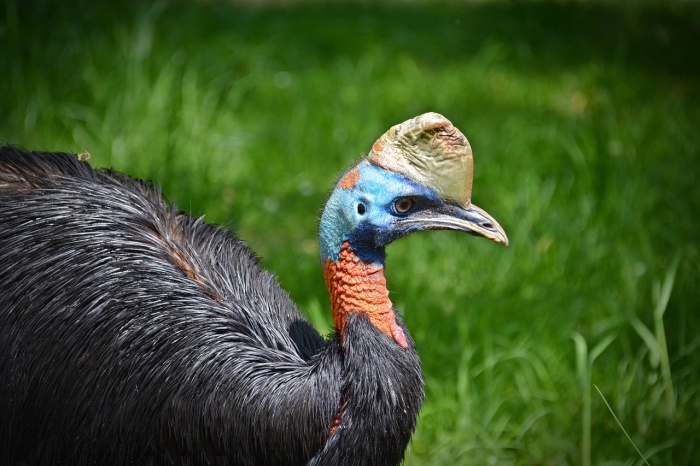 World Cassowary Day - Cassowary