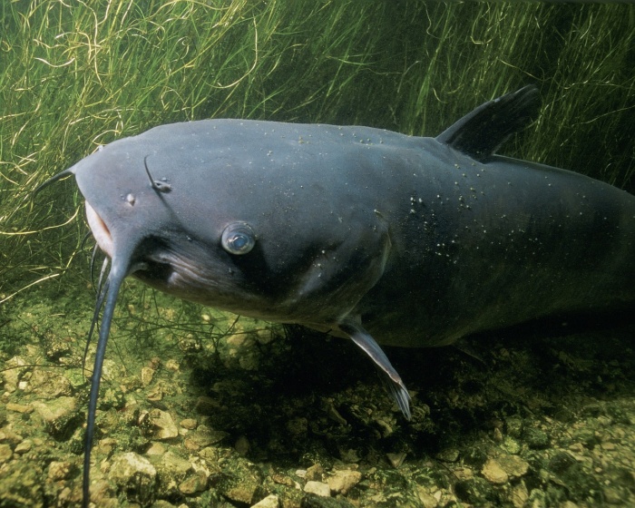 National Catfish Day - Catfish