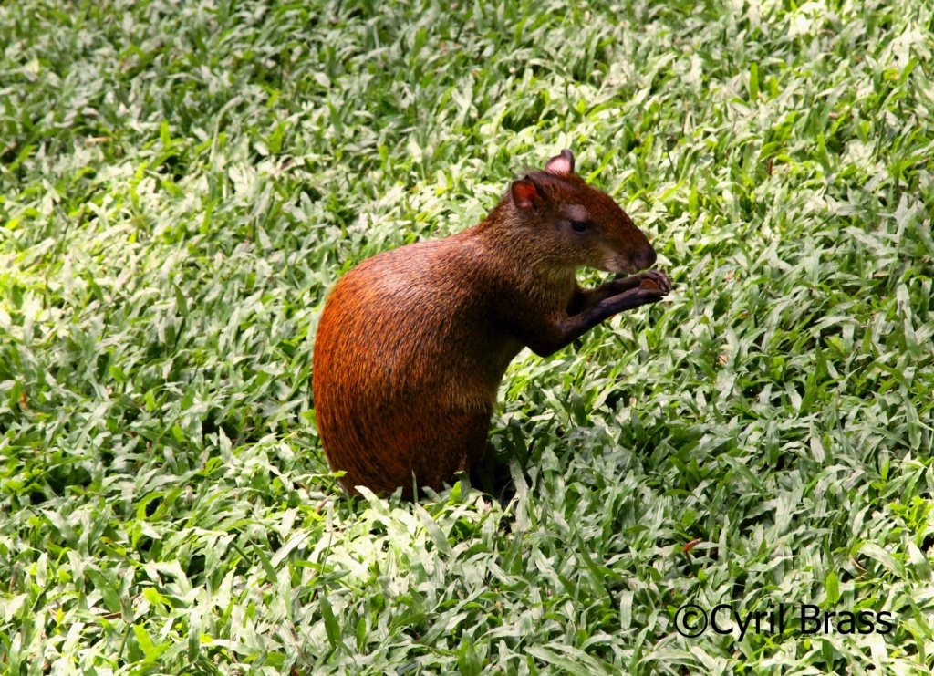 Mammals in Central America - Central American Agouti