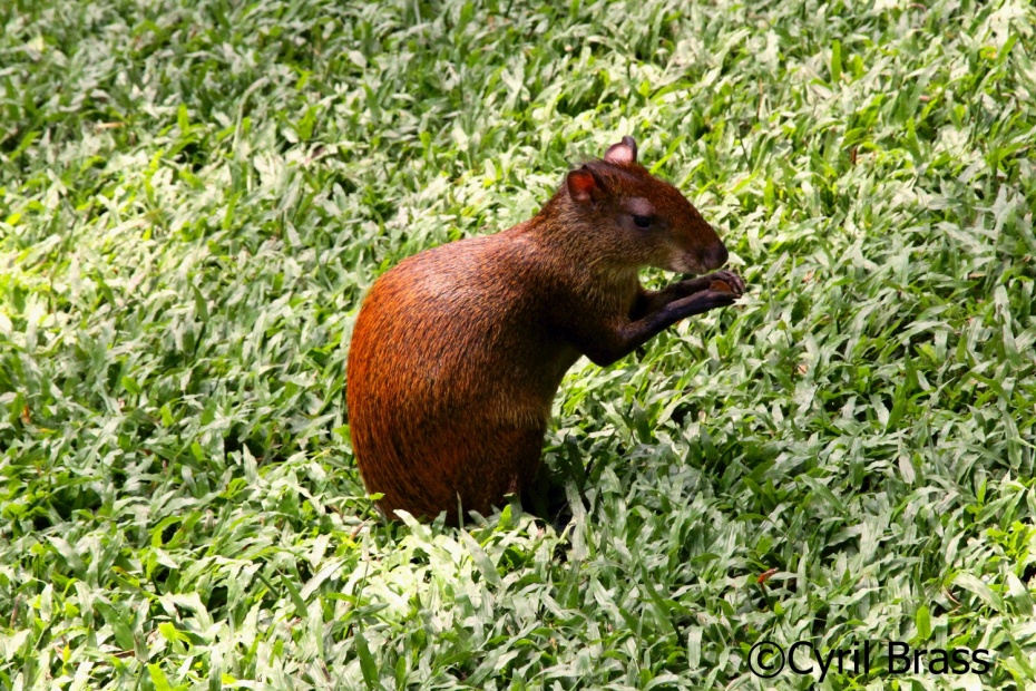 Central American Agouti