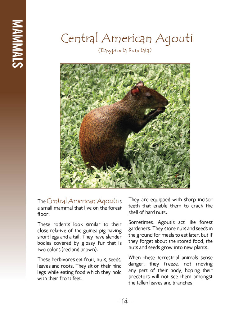 Central American Agouti - Wildlife in Central America 1 - Page 14