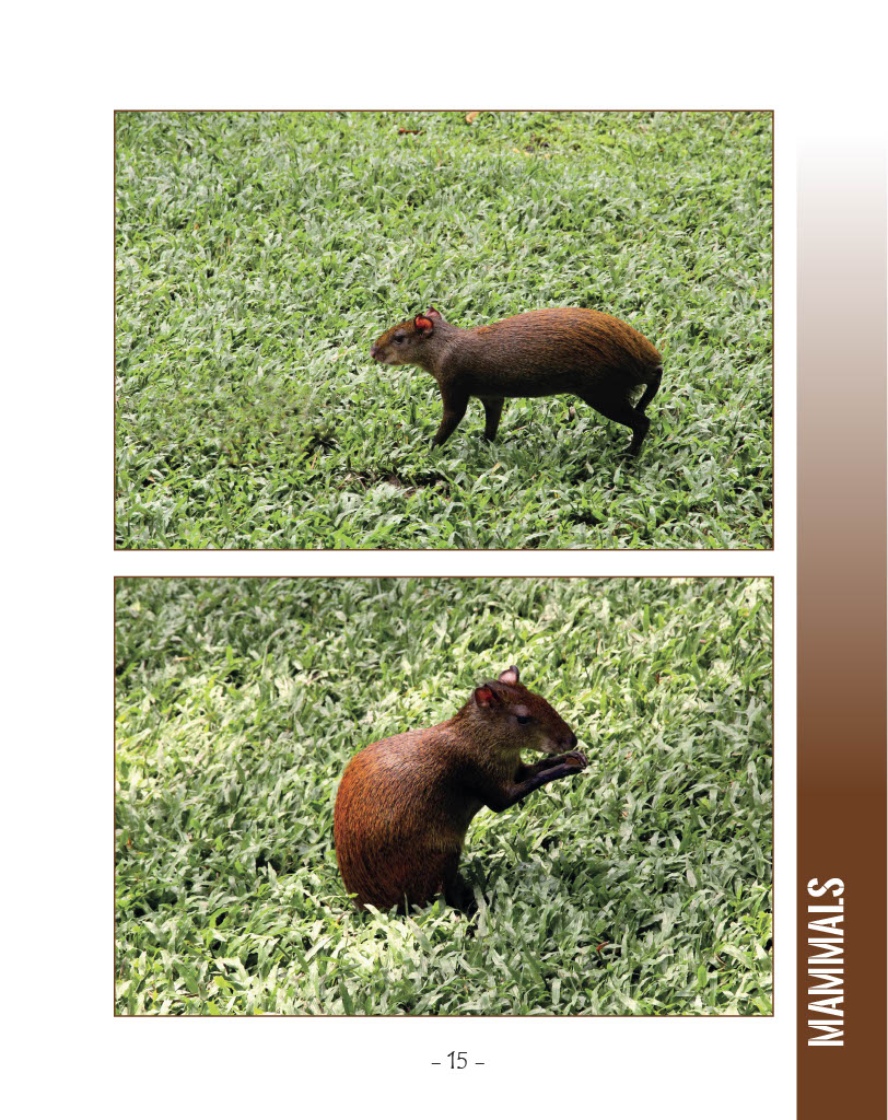 Central American Agouti - Wildlife in Central America 1 - Page 15