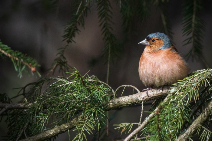 World Wildlife Conservation Day - Chaffinch Bird