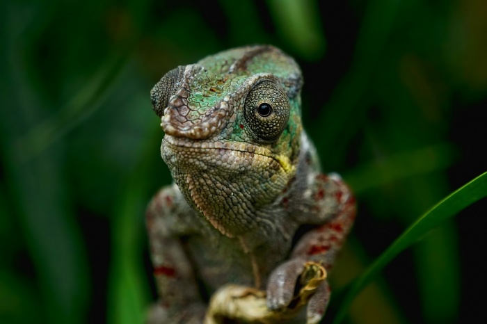 World Lizard Day - Chameleon