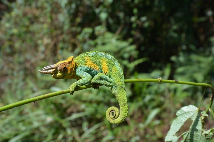 79 Insane Facts That Will Change The Way You Look At The Animal Kingdom - Chameleon