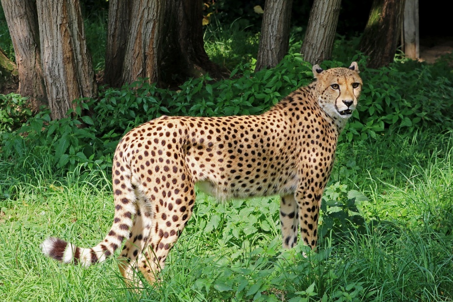 Cheetah