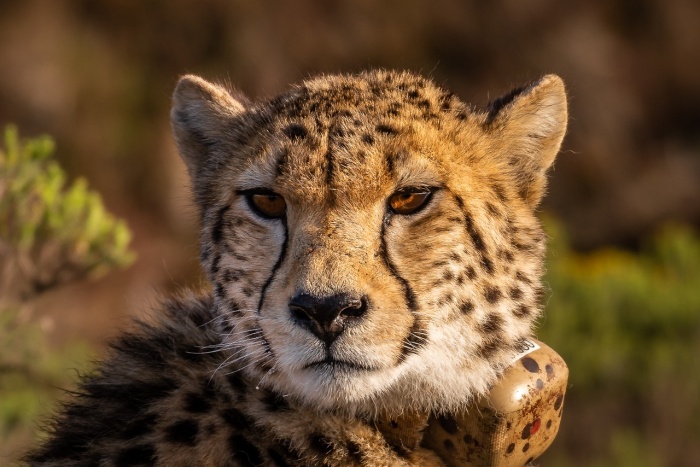 International Cheetah Day