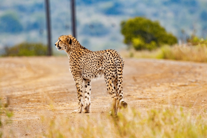 International Cheetah Day - Cheetah