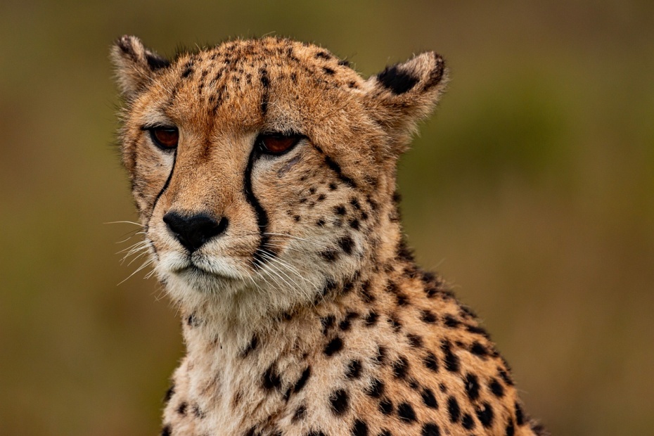 Cheetah